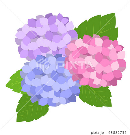 紫陽花3輪　紫と青と赤 63882755