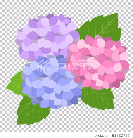 紫陽花3輪　紫と青と赤 63882755