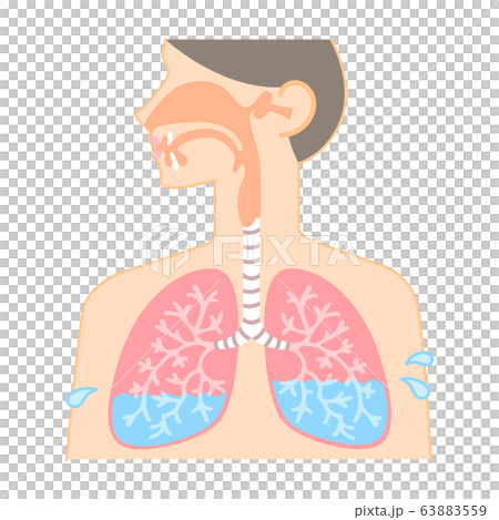 Diagram Of The Nose Throat And Lungs Stock Illustration 63883559 Pixta