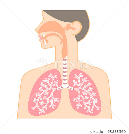 鼻 のど 肺の図表 健康な臓器 のイラスト素材