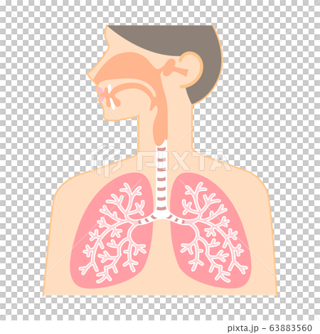 Diagram of nose, throat, and lungs (healthy organs) 63883560
