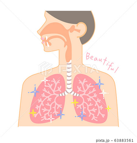 鼻 のど 肺の図表 健康できれいな肺 のイラスト素材