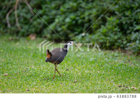 尾羽を立てるシロハラクイナ 63883788