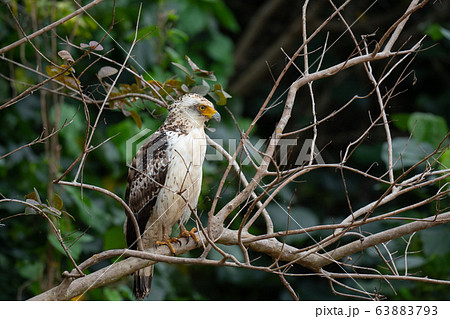 綺麗なカンムリワシ幼鳥 綺麗なカンムリワシ幼鳥 63883793
