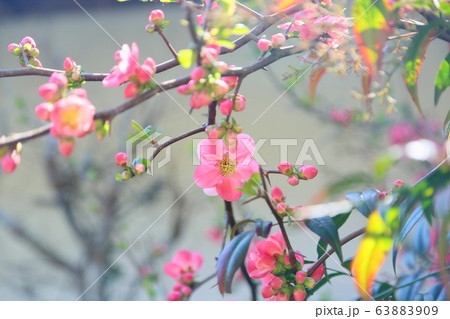 カイドウの花 カイドウの花 63883909