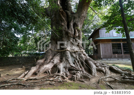 静岡県 河津町 春 川津来宮神社(杉鉾別命神社の大クス) 静岡県 河津町 春 川津来宮神社(杉鉾別命神社の大クス) 63883950