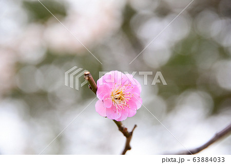 梅の花 63884033