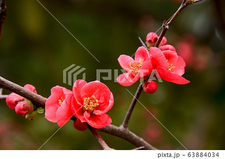 ボケの花 63884034