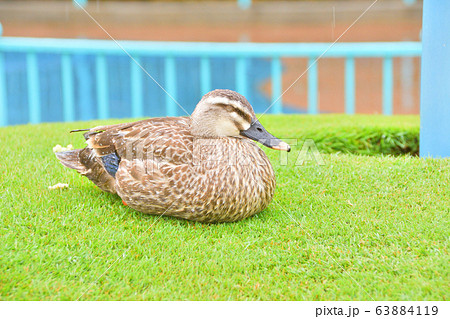 休んでる鴨 63884119