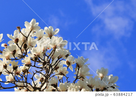 白木蓮（ハクモクレン）　青空の背景 63884217