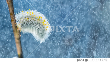 spring background. flowering willow in the morning sun and raindrops 63884570