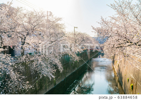 日本の春 東京都板橋区 石神井川沿いの桜並木 63884658