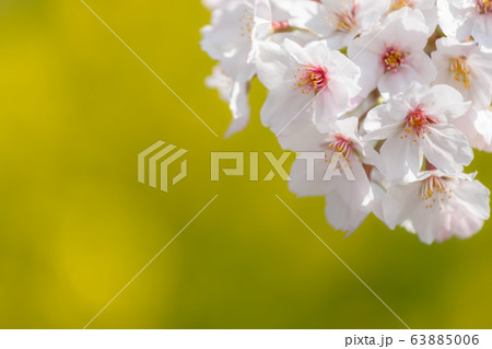 桜と菜の花 63885006