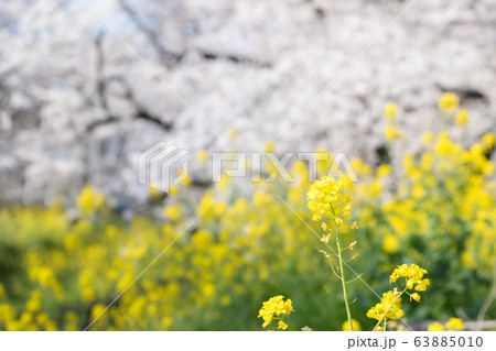 桜と菜の花 桜と菜の花 63885010