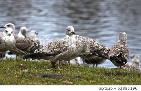 European herring gull (Larus argentatus) 63885196