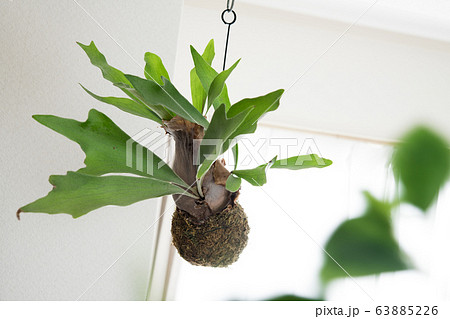 吊り下げられたコウモリラン 63885226