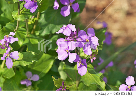 ハナダイコンの花 63885262