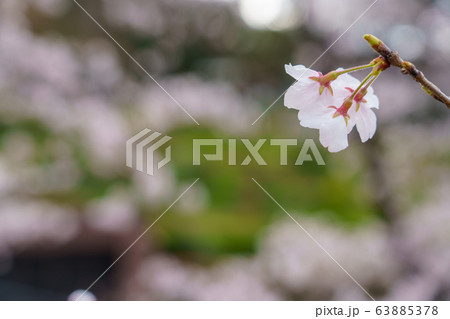 美しい桜 美しい桜 63885378