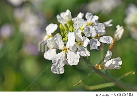 ハナダイコンの花 63885482