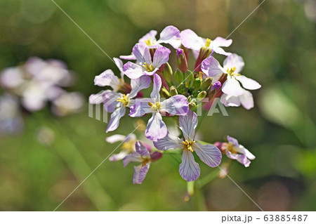 ハナダイコンの花 63885487