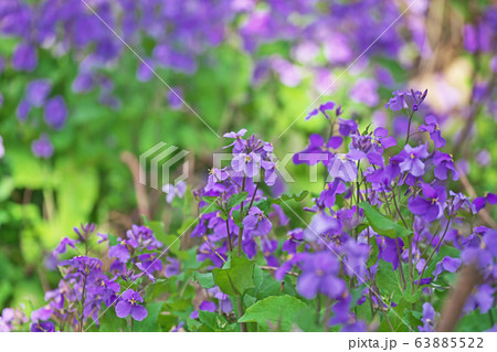 ハナダイコンの花 63885522