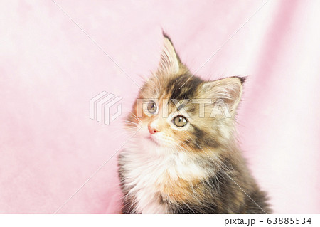 メインクーンの仔猫の写真素材 メインクーンの仔猫の写真素材