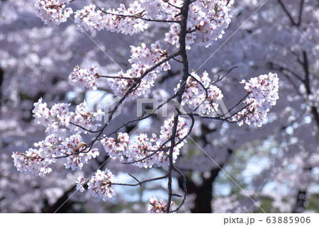 春爛漫 春爛漫 63885906