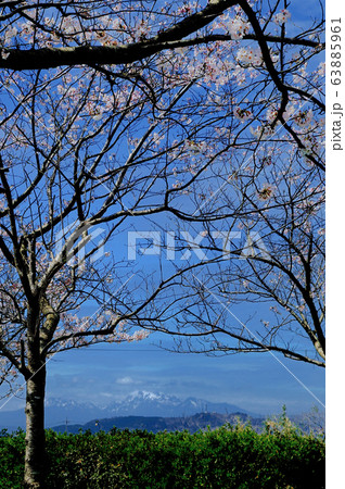 大山と桜 大山と桜 63885961
