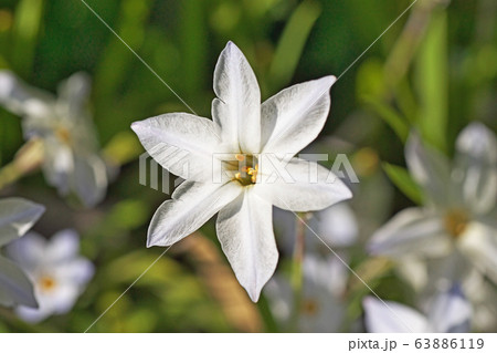 ハナニラの花 ハナニラの花 63886119