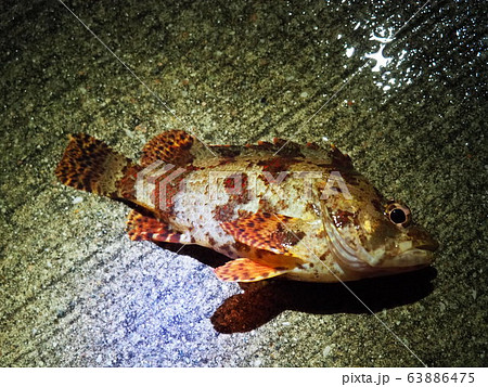 ヨロイメバル 63886475