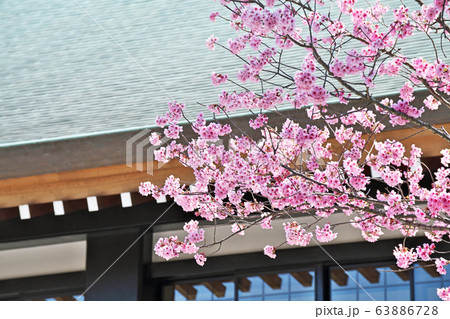 寒川神社の横浜緋桜の花 寒川神社の横浜緋桜の花 63886728