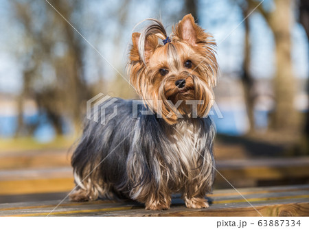 Yorkshire terrier dog sitting close up on nature 63887334