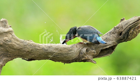 カワセミ 新しい 鳥 63887421