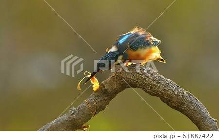 カワセミ 新しい 鳥 63887422