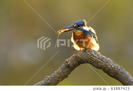 カワセミ 新しい 鳥 63887423