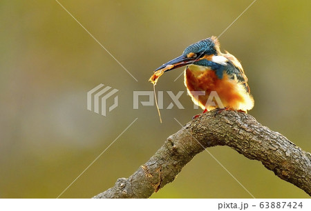 カワセミ 新しい 鳥 63887424