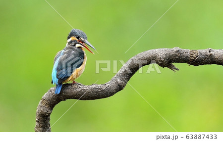 カワセミ 新しい 鳥 63887433