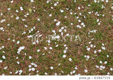 桜 花びら 雨上がり 桜 花びら 雨上がり 63887559