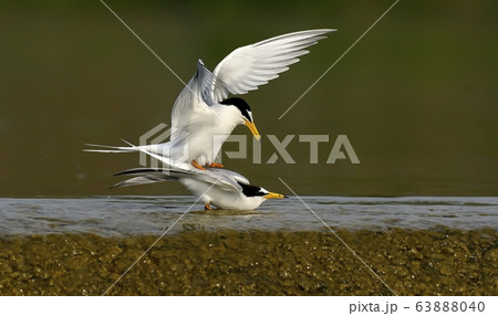 カモメ 鉄アジサシ 鳥 63888040