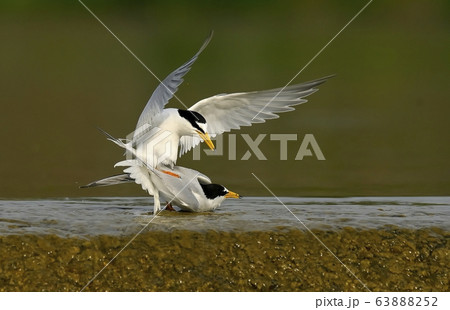 鉄アジサシ 鳥 新しい 63888252