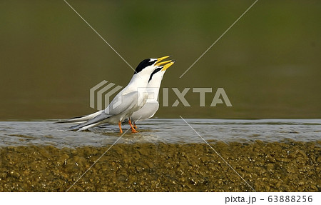 鉄アジサシ 鳥 新しい 63888256