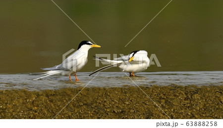 鉄アジサシ 鳥 新しい 63888258