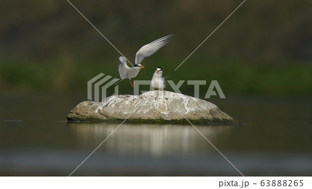 鉄アジサシ 鳥 新しい 63888265