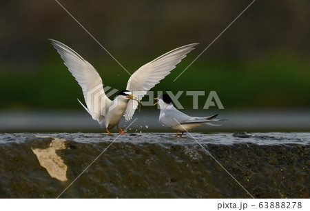 鉄アジサシ 鳥 新しい 63888278