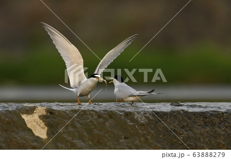 鉄アジサシ 鳥 新しい 63888279