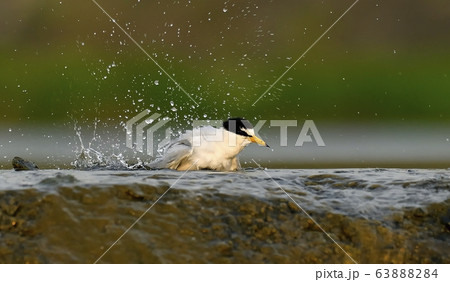 鉄アジサシ 鳥 新しい 63888284