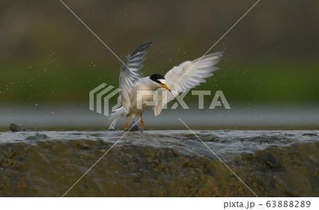 鉄アジサシ 鳥 新しい 63888289