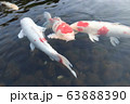 鯉 63888390