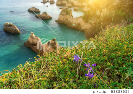 Beautiful bay landscape on the Portuguese beach of Boiao, green grass and purple flower. Algarve 63888635