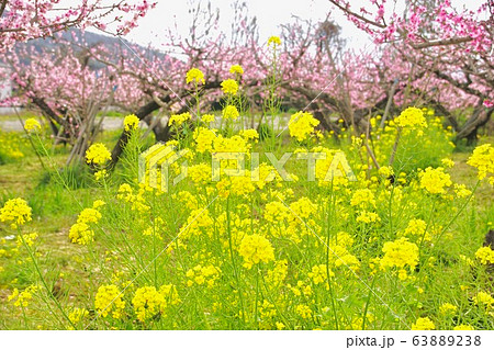 満開の菜の花と桃畑 和歌山県紀の川市 満開の菜の花と桃畑 和歌山県紀の川市 63889238